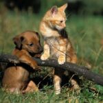 chien et chat sur une branche