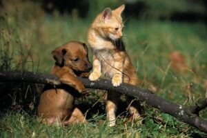 chien et chat sur une branche