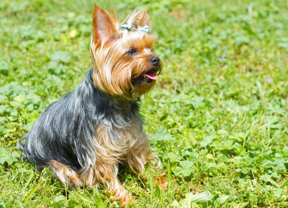 Yorkshire terrier assis dans l'herbe