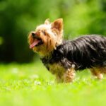 Yorkshire terrier dans l'herbe langue sortie