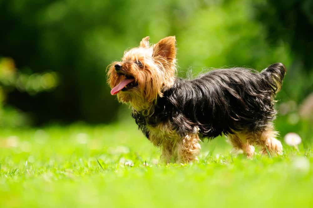 Yorkshire terrier dans l'herbe langue sortie