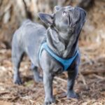 bouledogue français bleu debout