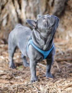 bouledogue français bleu debout