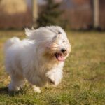 chien coton de tulear qui court