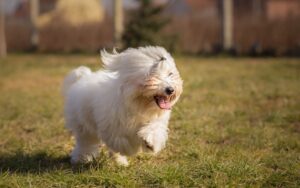 chien coton de tulear qui court