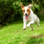 jack russell courant dans l'herbe