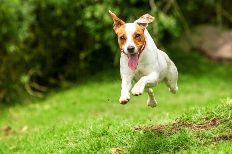 jack russell courant dans l'herbe