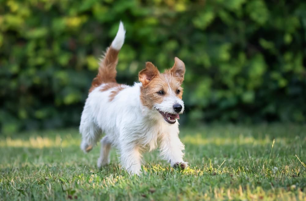 Jack Russell marchant dans l'herbe