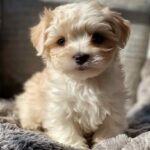 Apricot Maltipoo Puppy