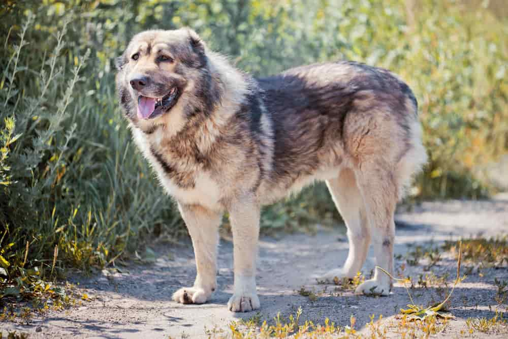 chien de berger caucasien adulte