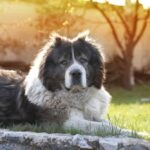 chien de berger caucasien allongé dans l'herbe