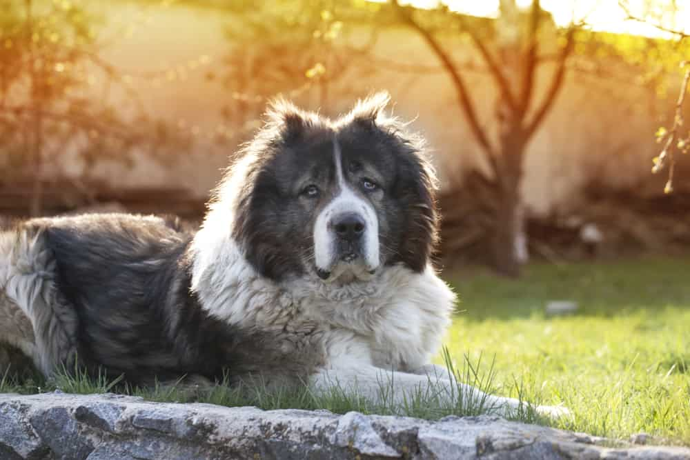 chien de berger caucasien allongé dans l'herbe